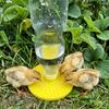 Multi-Hole Chicks Automatic Drinking Tray Plastic Bee Water Dispenser  Home Balcony