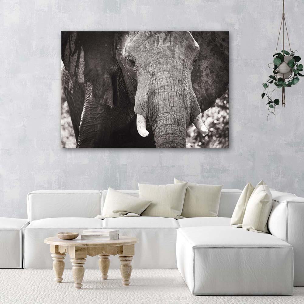 Canvas print, Black and white elephant
