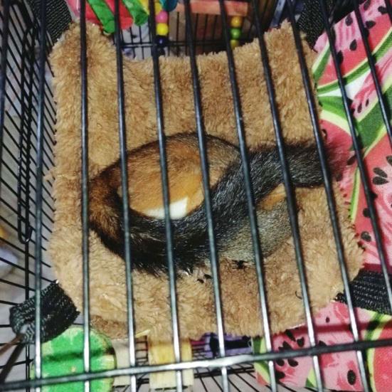 Двухуровневый маленький питомец хомяк белка попугай подвесной теплый гамак гнезда клетка