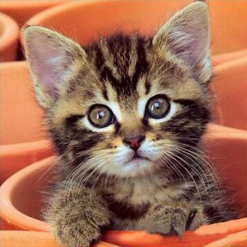 Полная дрель круглая/квадратная алмазная живопись кошка 5D DIY Алмазная вышивка животное мозаика вышивка крестиком настенное искусство подарок ручной работы