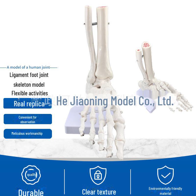 Набор моделей натуральных человеческих суставов: Колено, Плечо, Локоть, Рука, Стопа, Бедро