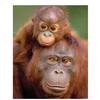 Полная квадратная Алмазная вышивка животные орангутанги живопись 5D Diy алмазные картины обезьяна