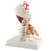 Cervical Spine Model Removable Human Spinal Nerves Model for Doctor Patient Communication Teaching Presentation