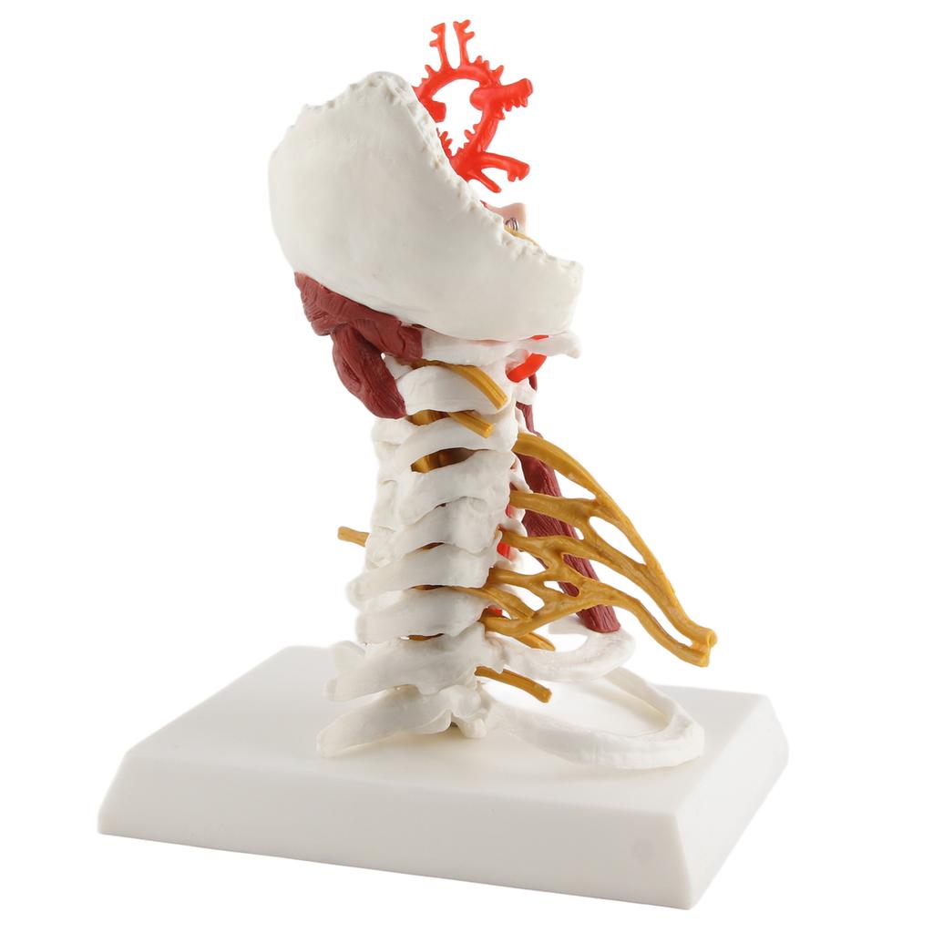 Cervical Spine Model Removable Human Spinal Nerves Model for Doctor Patient Communication Teaching Presentation