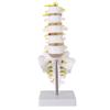 Lumbar Vertebral Spine Model Human Lumbar Educational Teaching Model Tool