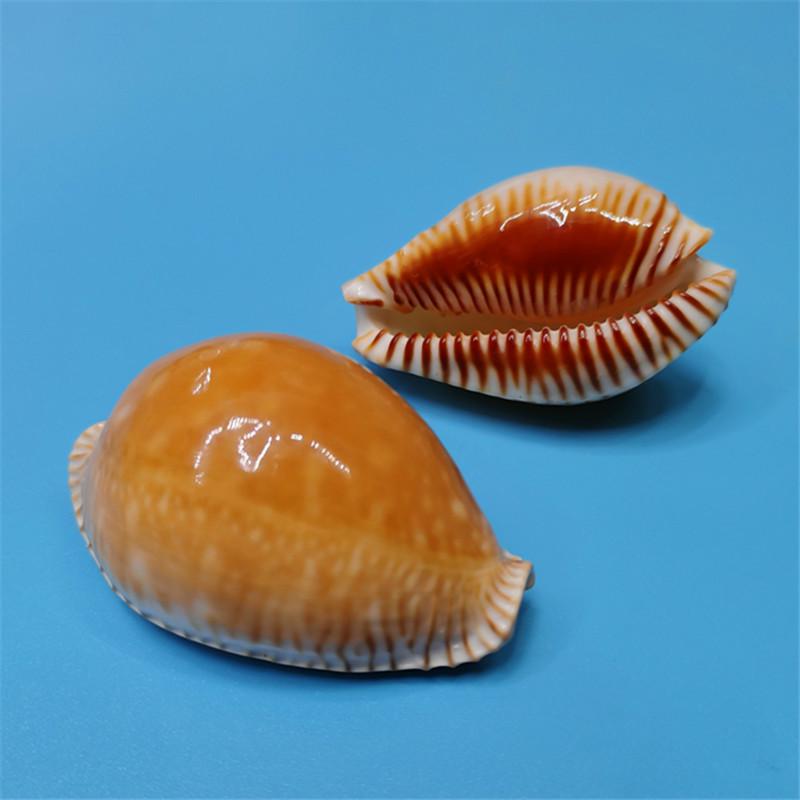 Редкий натуральный экземпляр раковины каури для аквариума или средиземноморского домашнего декора