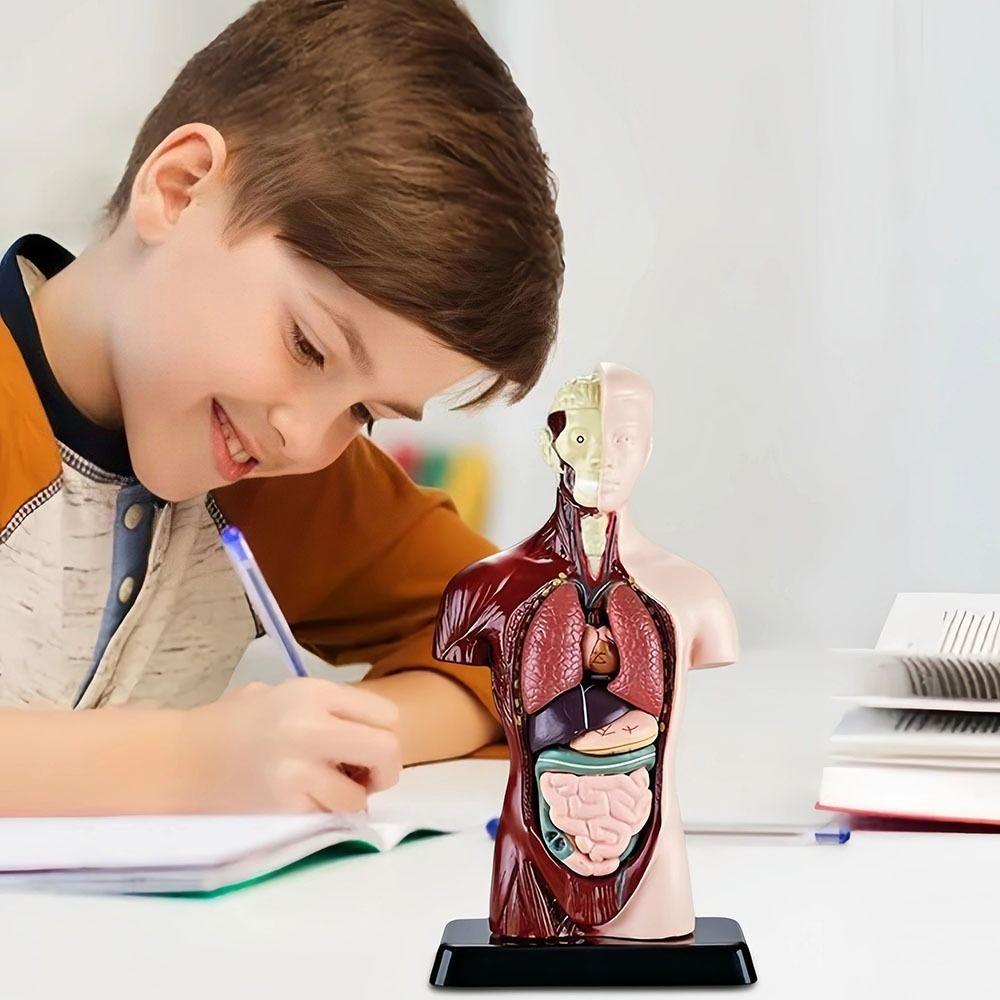 Plastics Human Torso Anatomy Model Construction Kid Skeleton Model  Birthday Kids Gift