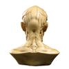 Human Muscle Skeleton Head Model Muscle Head Skull Anatomy Sculpture Art Sketch