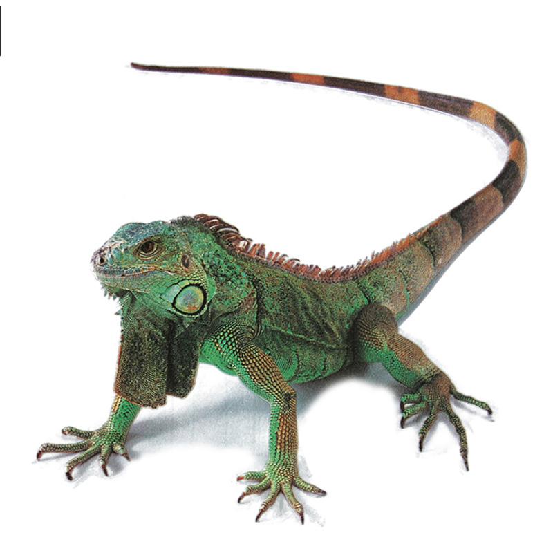 3D наклейки для автомобиля, животные, бампер, паук, геккон, скорпионы, автомобильный Стайлинг, виниловая наклейка Abarth, наклейка для автомобилей