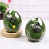 Exquisite Succulent Glass Vase Transparent Micro Landscape Moss Bottle  Hydroponic