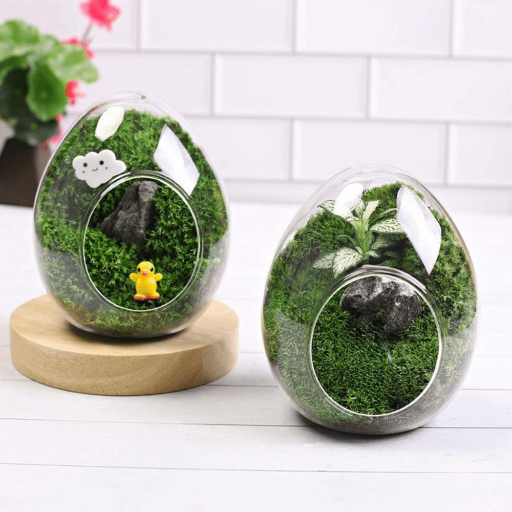 Exquisite Succulent Glass Vase Transparent Micro Landscape Moss Bottle Hydroponic