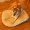 Four Seasons Cat Ear Pet Bed Mat