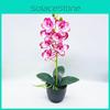 Artificial Phalaenopsis Aphrodite Rchb Potted Plant  For Gift And Interior Decor