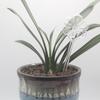 Self Watering Bulb Glass Clear Flower Automatic Plant Watering Bulb Flower Shape Plant Watering Device