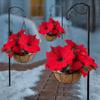 Frosted Flower Hanging Basket Christmas The Cordless Hanging Holiday Poinsettia Basket