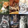 Full 5D Diamond Painting Cute Kitten DIY Diamond Embroidery Diamond Mosaic Cross Stitch Kits Home Decor Gift