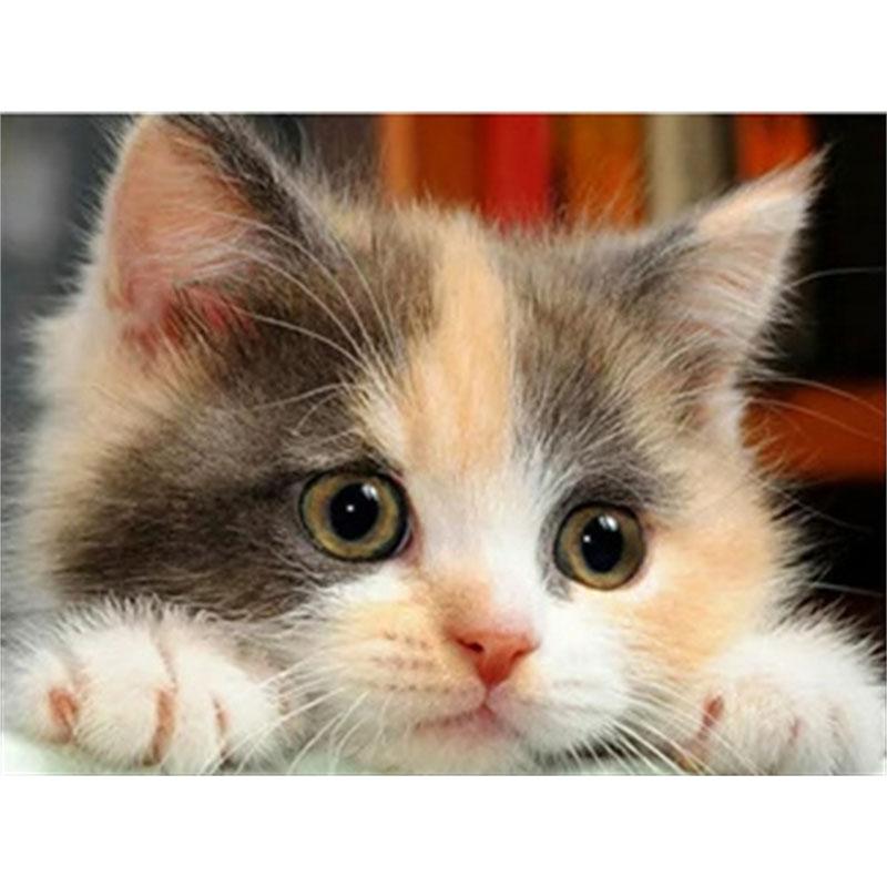 DIY Алмазная картина Котенок Набор для вышивки крестом Мозаичное искусство Алмазная картина Полный круг/квадрат Алмазное украшение для дома