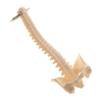 Educational Human Spine Skeleton Model Keychain Car Key Chain for Anatomy Enthusiasts Portable Classroom Teaching Tool