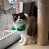 Yousheng Cat Muscle Arm 3D Printed Neck Arm with Muscle Pet Cosplay Costume Accessories for Halloween Birthday Party Supplies