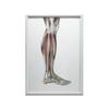 Mięśnie Podudzia Prawiej Kończyny Dolnej - Widok Boczy (Norma Lateralis) - Plakat Anatomiczny Mięśnie Podudzia Prawiej Kończyny Dolnej - Widok Boczy (