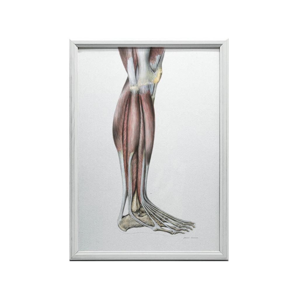 Mięśnie Podudzia Prawiej Kończyny Dolnej - Widok Boczy (Norma Lateralis) - Plakat Anatomiczny Mięśnie Podudzia Prawiej Kończyny Dolnej - Widok Boczy (