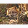 Алмазная картина животное лиса полная алмазная вышивка узор стразы Алмазная мозаика рукоделие