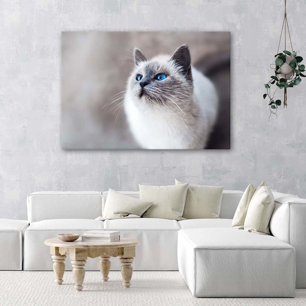 Canvas Print Cat Animals Nature