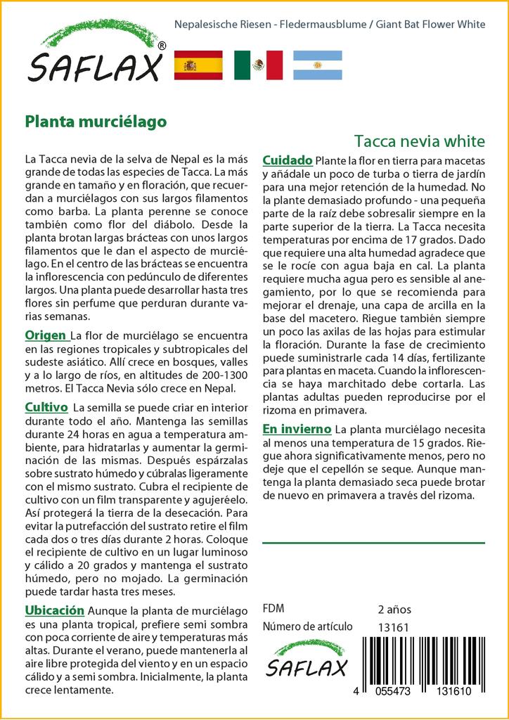 SAFLAX Giant Bat Flower White - 10 семян - Tacca nevia white.