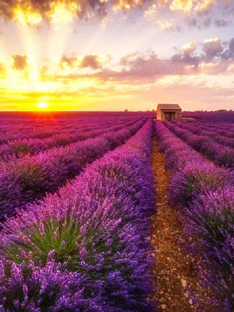 Круглая алмазная вышивка «сделай сам», пейзаж, цветок, море, 5D алмазная живопись, вышивка крестиком, лавандовая мозаика, украшение дома, подарок на Новый год