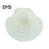 10Pcs Natural Scallop Shells DIY Crafts Theme Party Decor Bright White Seashells Jewelry Christmas Decoration