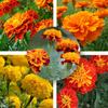 TARGET SEEDS SET Flowers 5 Varieties RED YELLOW ORANGE Flower Seeds