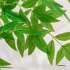 Artificial Nandina Domestica Potted Plant for Home Decoration - Green Ornamental Bonsai for Living Room or Sofa Side Decor.