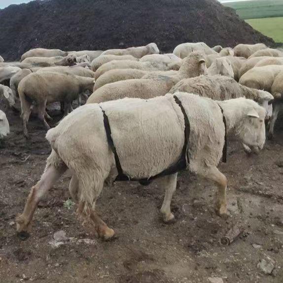 Breathable Sheep Anti-Mating Belly Band - Durable, Sturdy Wrap for Ewe Protection