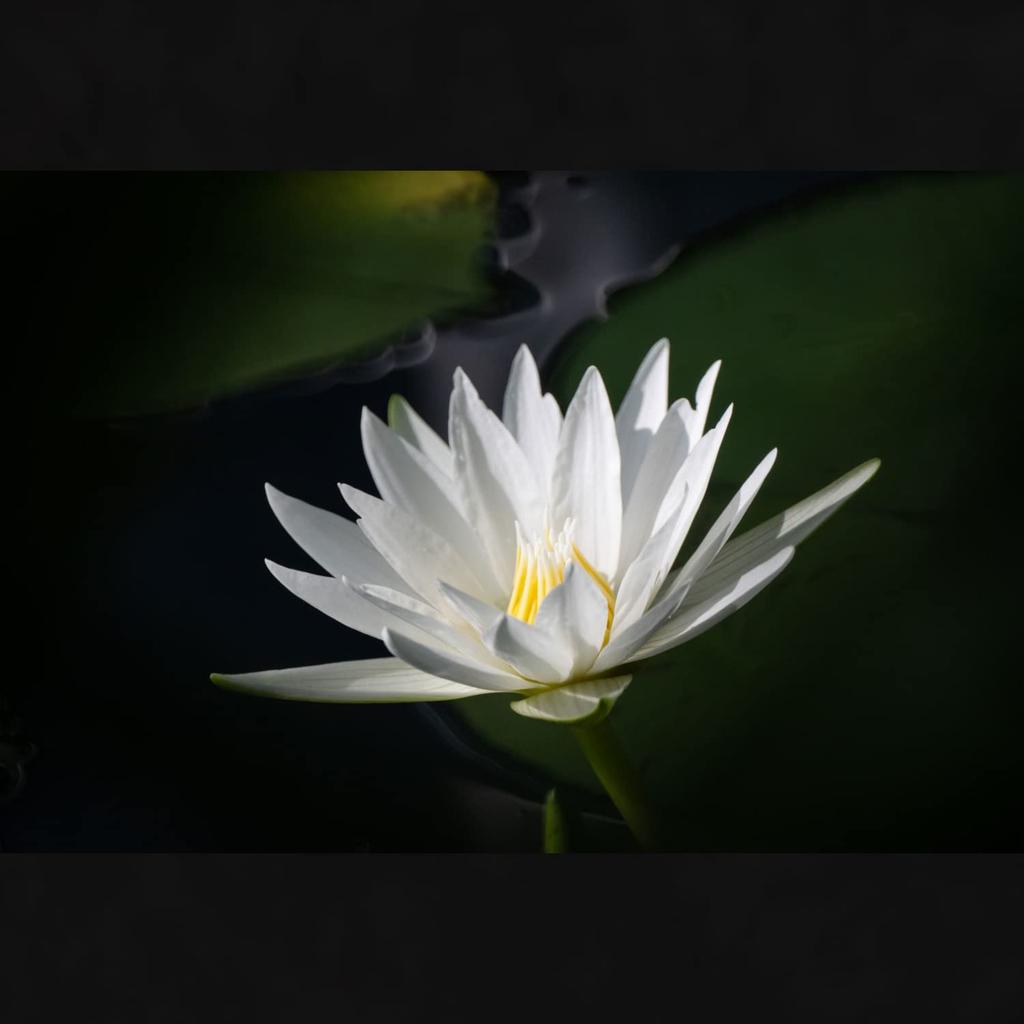 Tokina SZ 500mm F8 Reflex MF Telephoto Mirror Micro Four Manual Interchangeable Part Number 264072 Lens, Thirds, Focus, Mount,