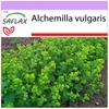 Манжетка дамская - 100 семян - Alchemilla vulgaris