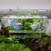 Aquarium Fish Tank Breeding Acrylic Aquarium New Breeder Isolation Box