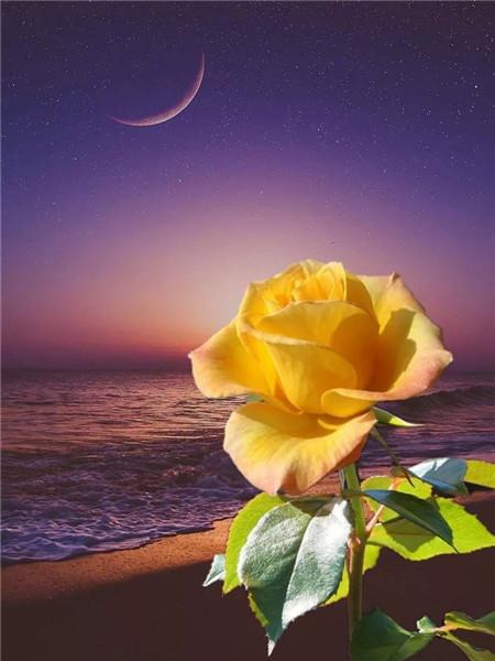 5D DIY Алмазная картина Новый цветок Роза Стразы Алмазная вышивка Распродажа Пейзаж Приморская мозаика Домашний декор