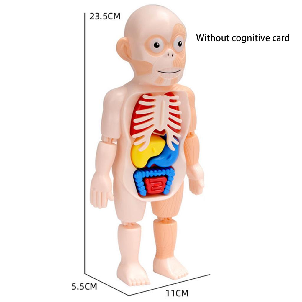 Non-Toxic Montessori Toys Children Science Education Human Body Organ Anatomy Model Diy Assembled Medical Toys Teaching Tools Child Kids