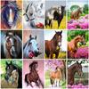 DIY Horse 5D Diamond Painting Full Round Drill Resin Animal Diamont Embroidery Cross Stitch Kits Home Decor Wall Art Drop&ship