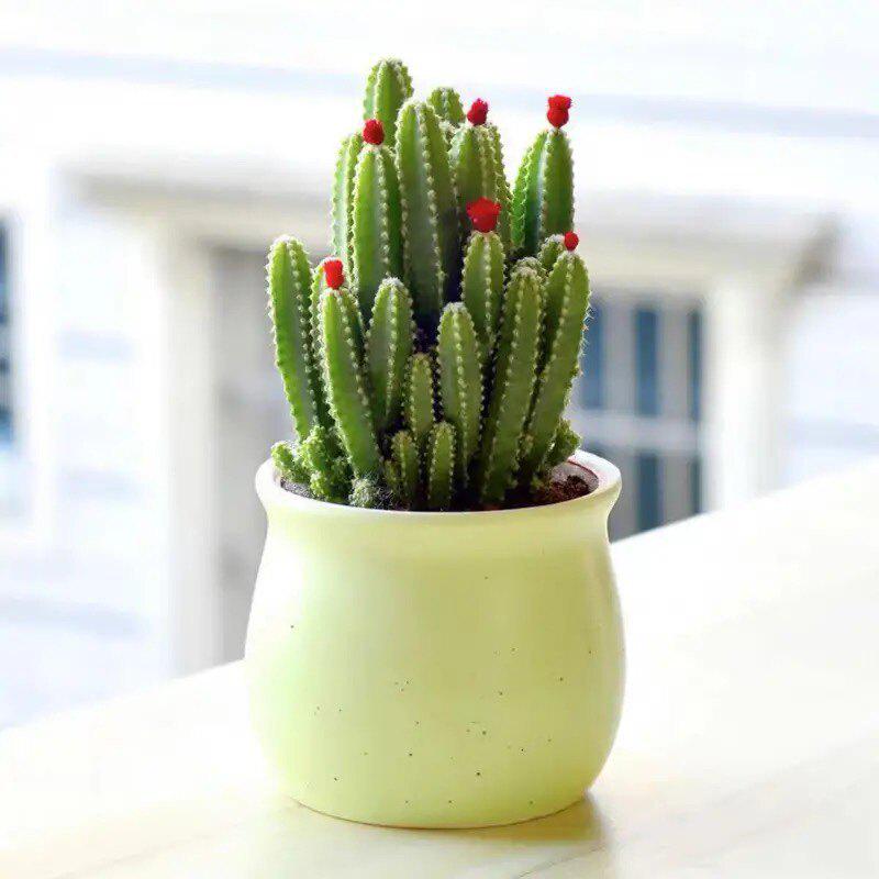 Layered Mountain Succulent: Green Cactus Money Tree for Indoor Spaces