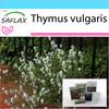 Подарочный набор - Тимьян обыкновенный - 200 семян - С подарочной коробкой, карточкой, этикеткой и субстратом для горшков - Тимьян обыкновенный