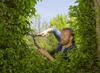 GARDENA NatureCut pruning Product up to 25 12300-20 53.5cm shears. warranty years.