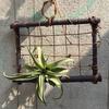 Air Plants Hanging Wooden Rattan Frame Tillandsia Wall Holder Flower Decoration Pendants Floral