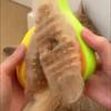 3 в 1 Steamy Cat Brush Spray для кошек и собак Массажная расческа Самоочищающаяся паровая щетка для кошек и собак Щетка для ухода за домашними животными для ванны для домашних животных Средство для удаления шерсти домашних животных