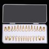 28Pcs Dental Permanent Teeth Model Simulation 1: 1 Isolated Tooth Model With Root Standard Adult Anatomical Teaching Study Tools