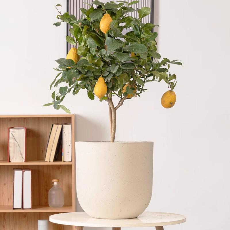 MOJY Round Magnesium Clay Planter