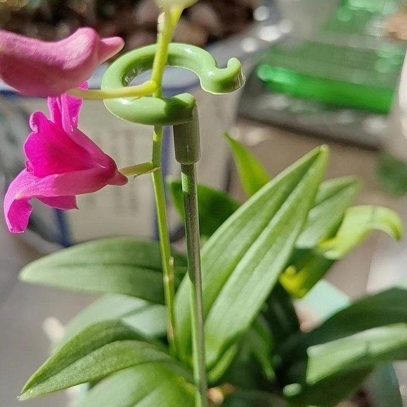 6pcs 12pcs Butterflies Orchid Succulents Flower Vegetables Plant Stand Plant Potted Support Rods Garden Supplies