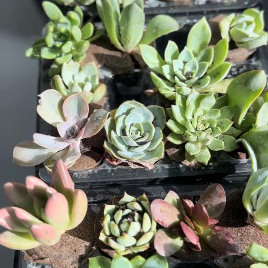 Гидропонные губки для выращивания Запасные губки-кассеты для гидропонной системы Посадка семян Легкое прорастание Клонирование растений