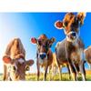 DIY 5D алмазная живопись ферма животных набор для вышивки крестом мозаика корова семья полная круглая дрель Алмазная вышивка горный хрусталь Декор для дома
