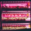 LED Growth Light Strips for Indoor Plants Pink-purple LEDs Grow Lamp for Hydroponics Succulent